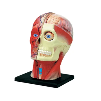Медицинская модель человеческого тела с торсом, Учебная модель мышц головы, нервных органов, модель для обучения студентов, модель для сборки в учебном кабинете.