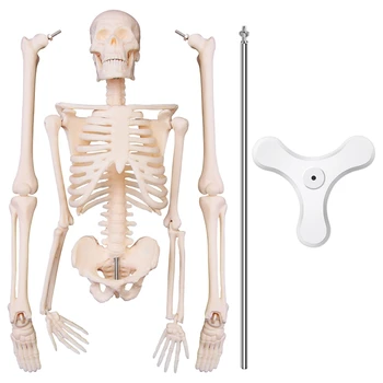 45 см Анатомическая Модель Скелета человека Плакат Учебное Пособие Анатомическая Модель Скелета человека